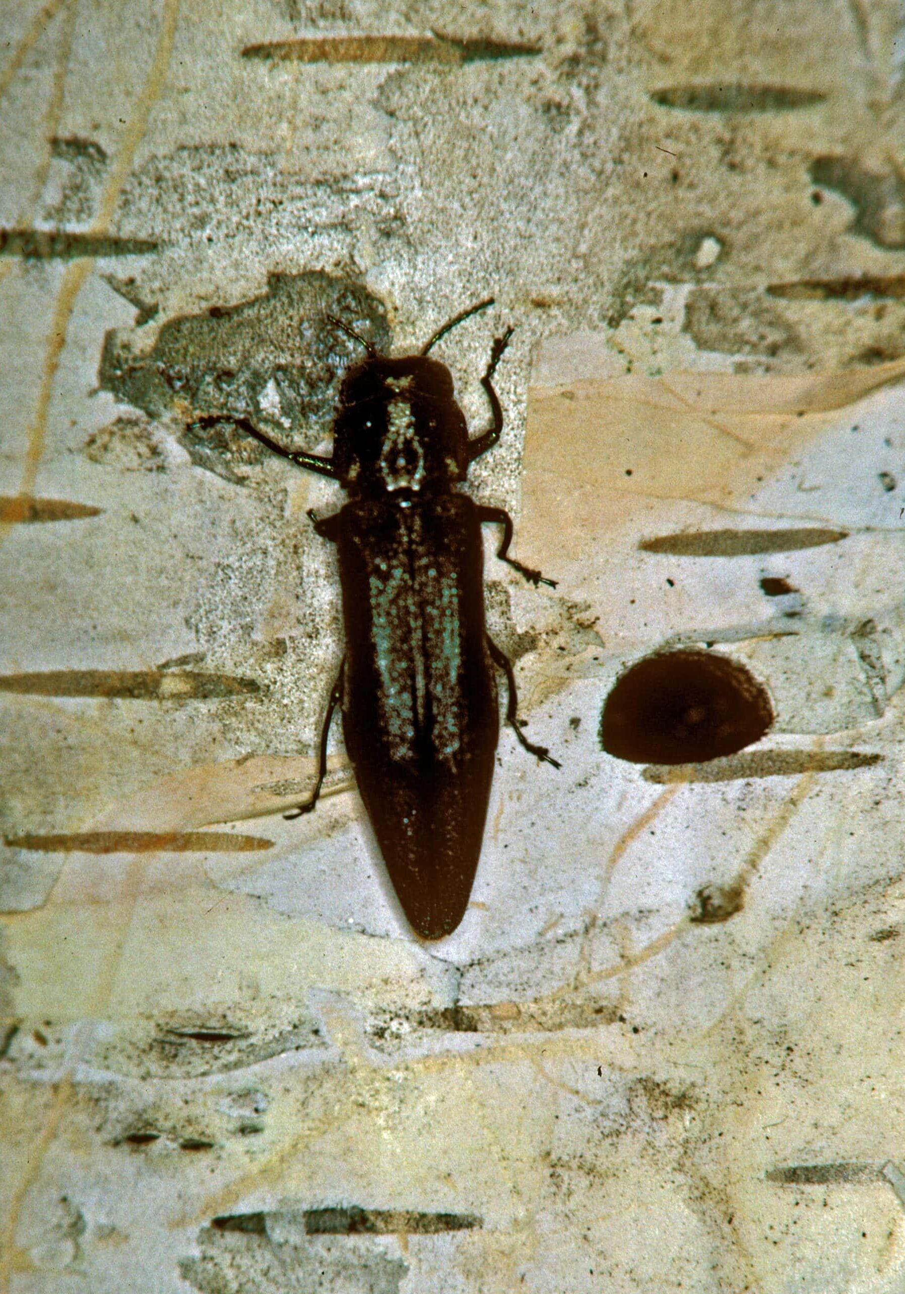 Steve Katovich, Bugwood Bronze birch borer. © Photographer: Steve Katovich, Bugwood