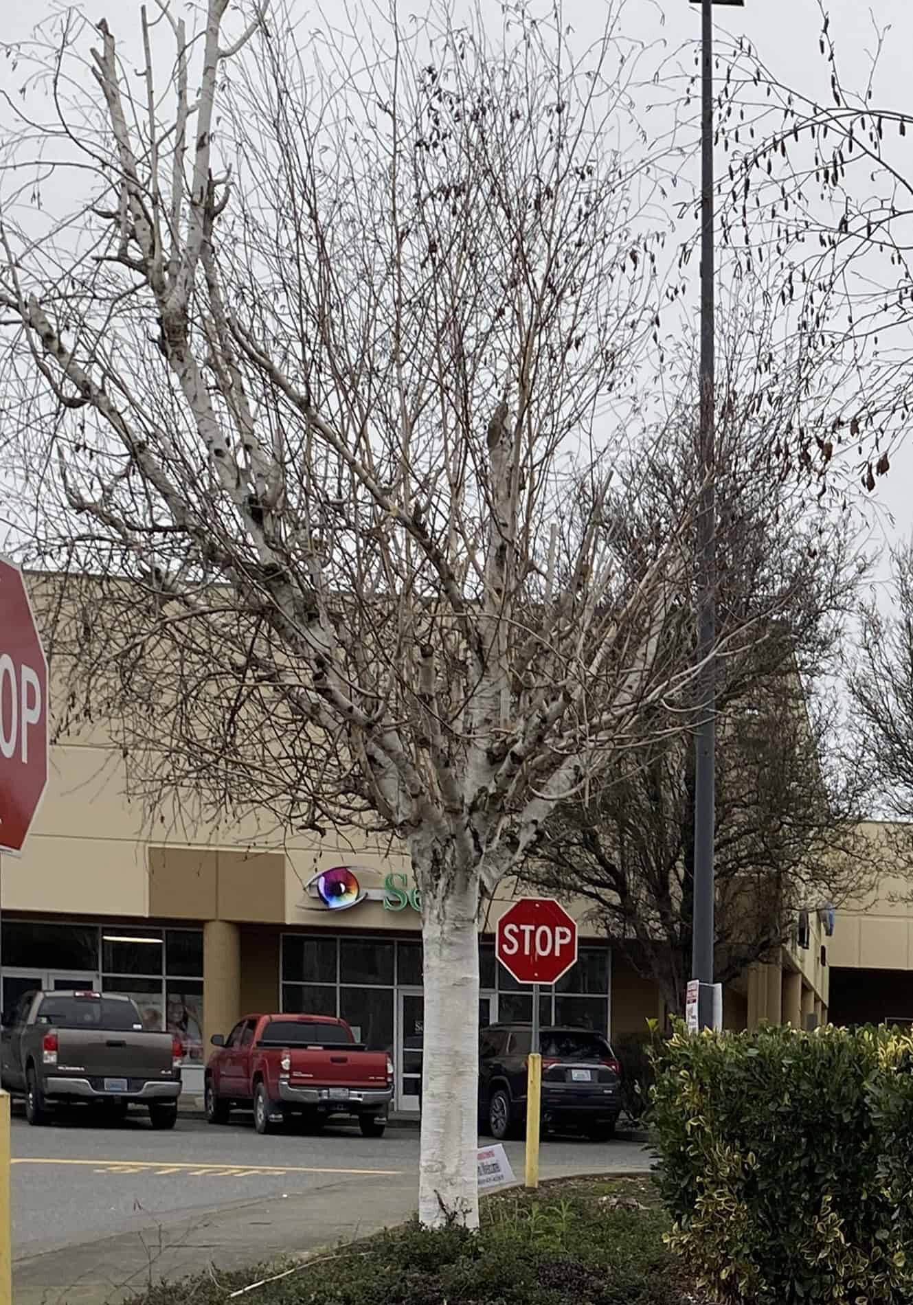 Dead branches of infected birch trees in the Fred Meyer (Burlington) parking lot have been cut off.  Dead trees have been removed. © Alison Hitchcock