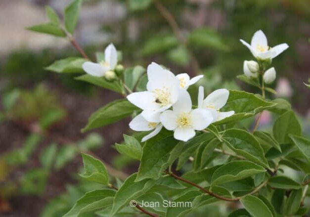 Mock Orange © Joan Stamm 
