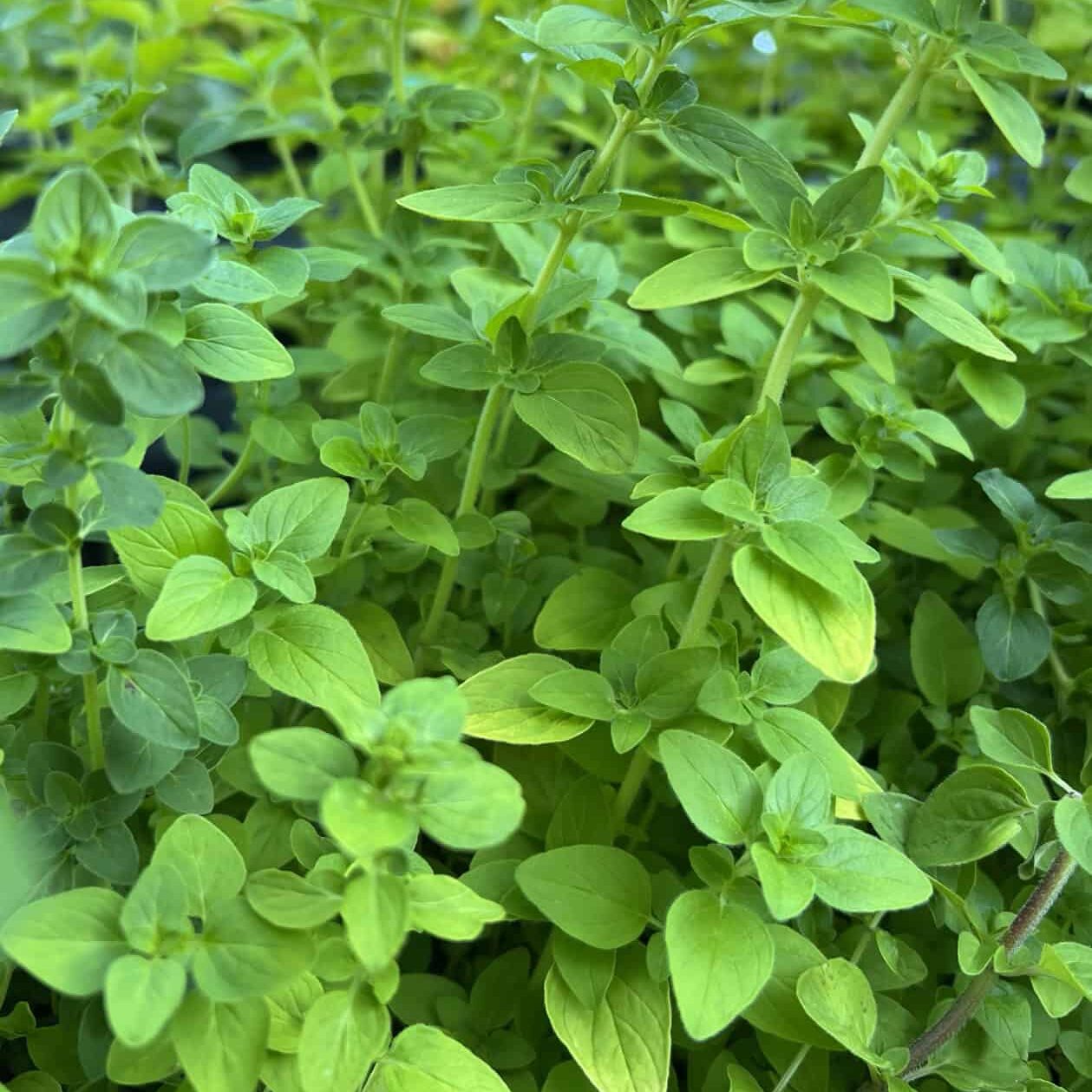 Oregano ripe for harvest.  © Photographer: Laura Kuhn 