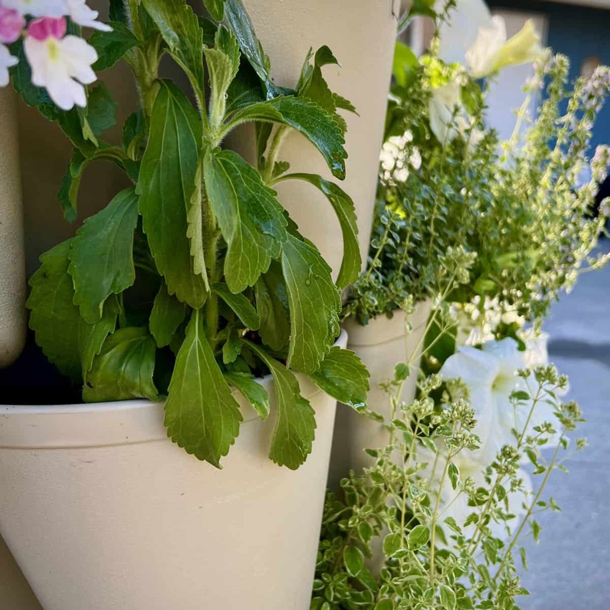 Stevia and ornamental oregano in a vertical container with annuals.  © Photographer: Laura Kuhn 