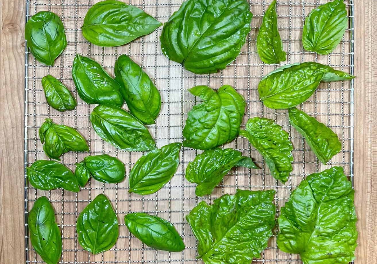 Mammolo and Lettuce Leaf basils ready for drying in the dehydrator. © Photographer: Laura Kuhn 