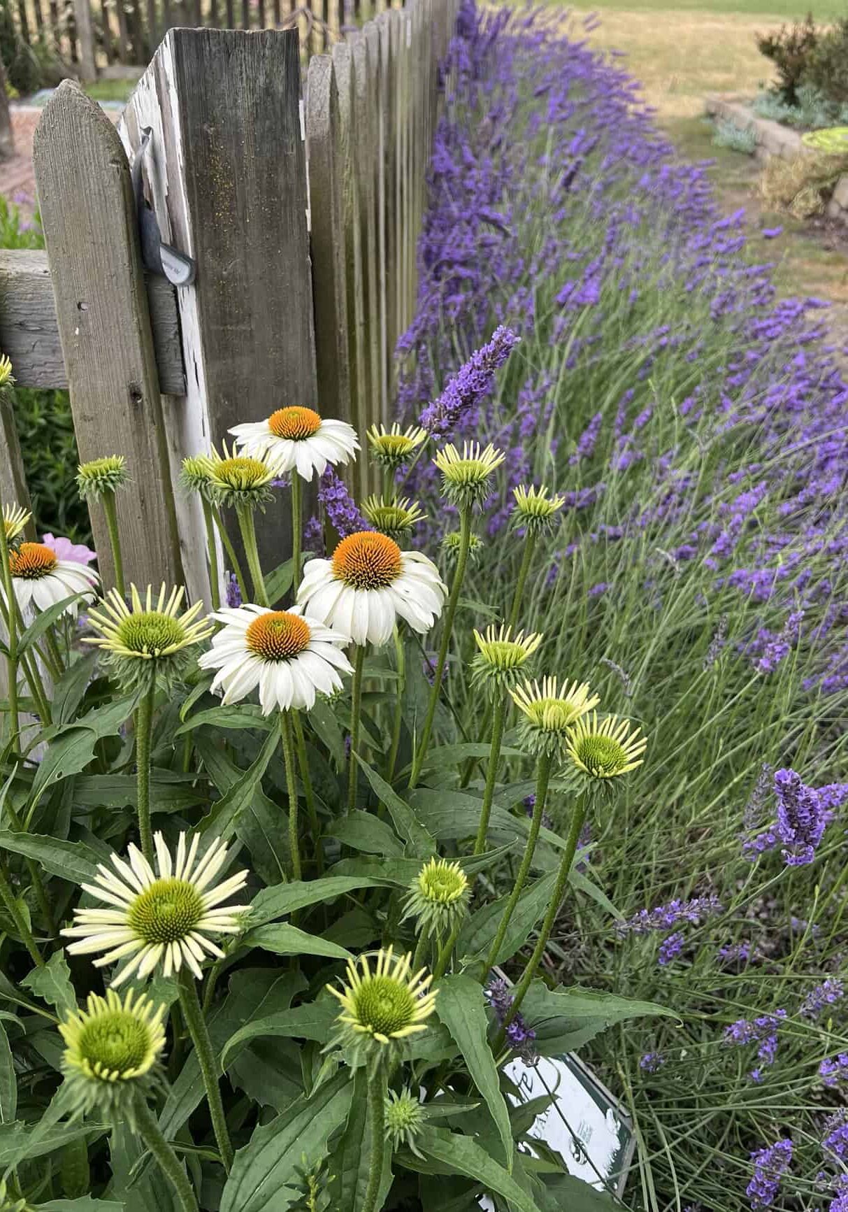 Echinacea (foreground) and lavender at a local nursery. © Photographer: Laura Kuhn