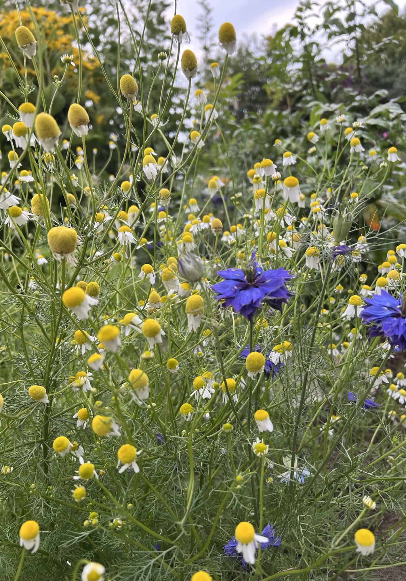 Chamomile ready to harvest in the Herb Garden at the Discovery Garden. © Photographer: Laura Kuhn