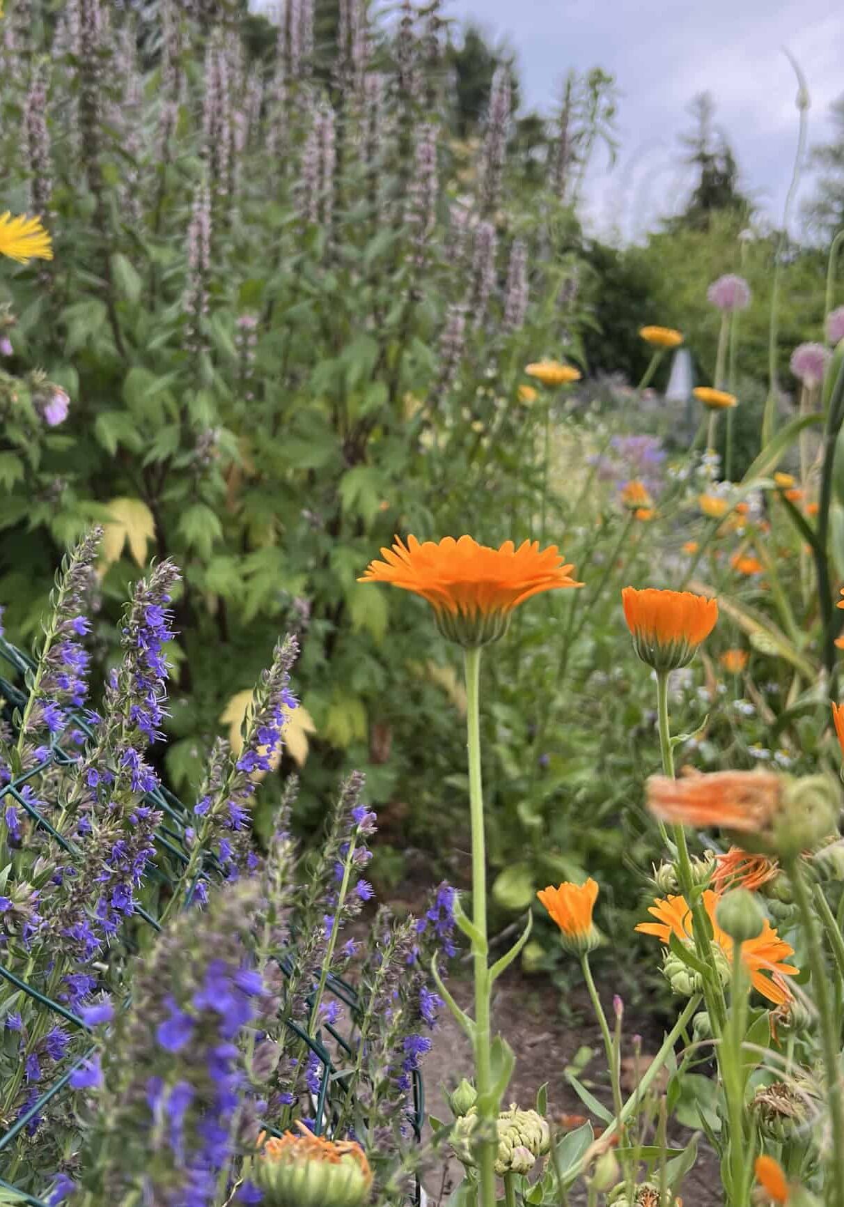 Calendula and various herbs in the Discovery Garden.  © Photographer: Laura Kuhn