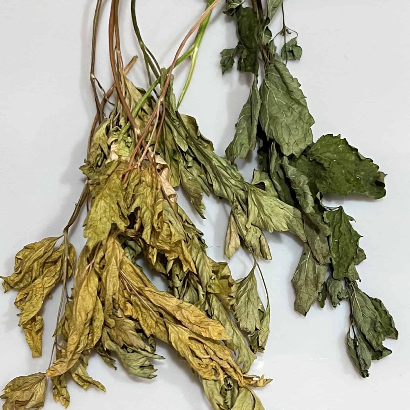 Failed attempt at airdrying parsley and lemon balm. Conditions were too humid for effective drying. Note loss of color in parsley to the left. © Photographer: Laura Kuhn 