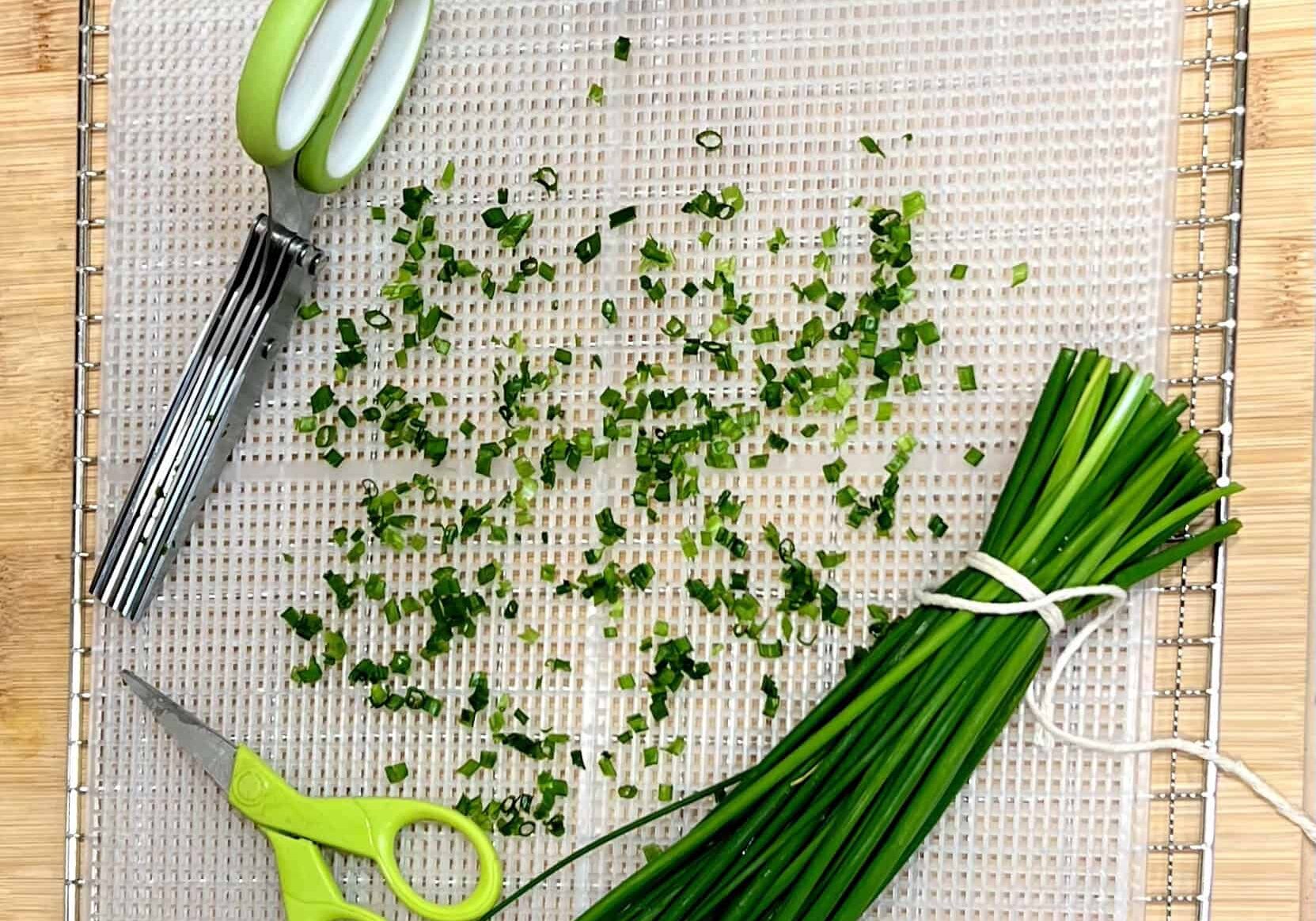 Bunching and cutting chives to cut and freeze or dry. © Photographer: Laura Kuhn