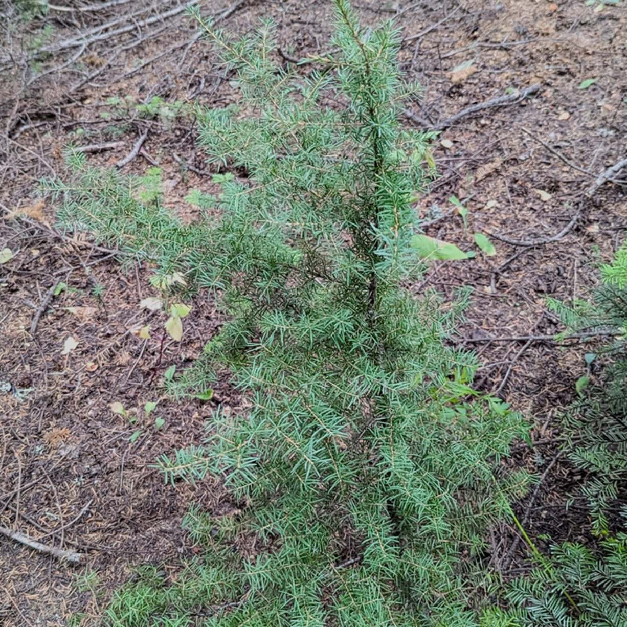 small conifer with random branches