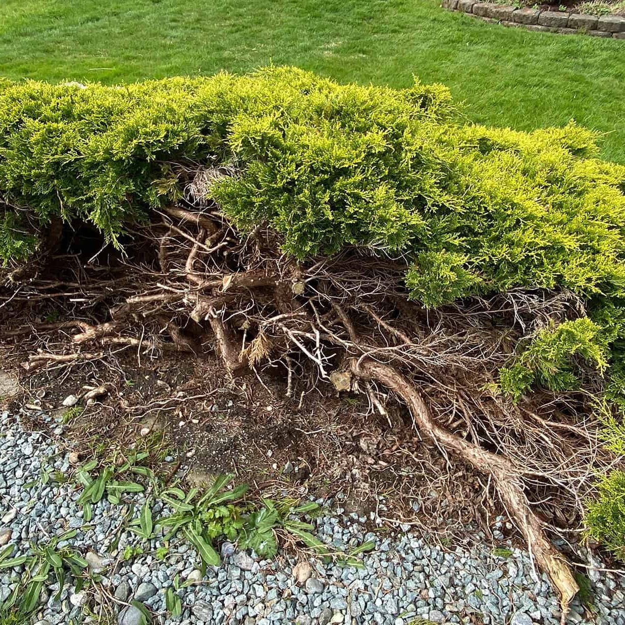 pruned bush with trunk showing