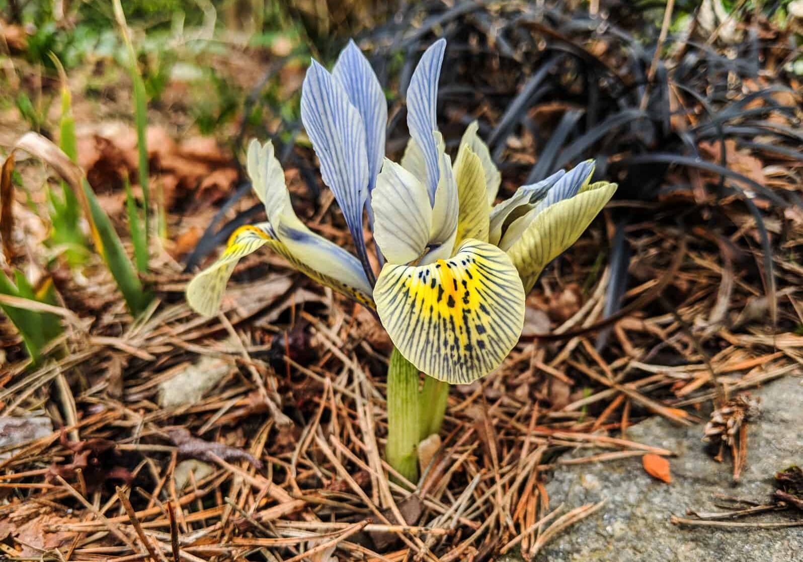 102023_pics2 Iris histrioides ‘Katharine Hodgkin’ © Jessamyn Tuttle