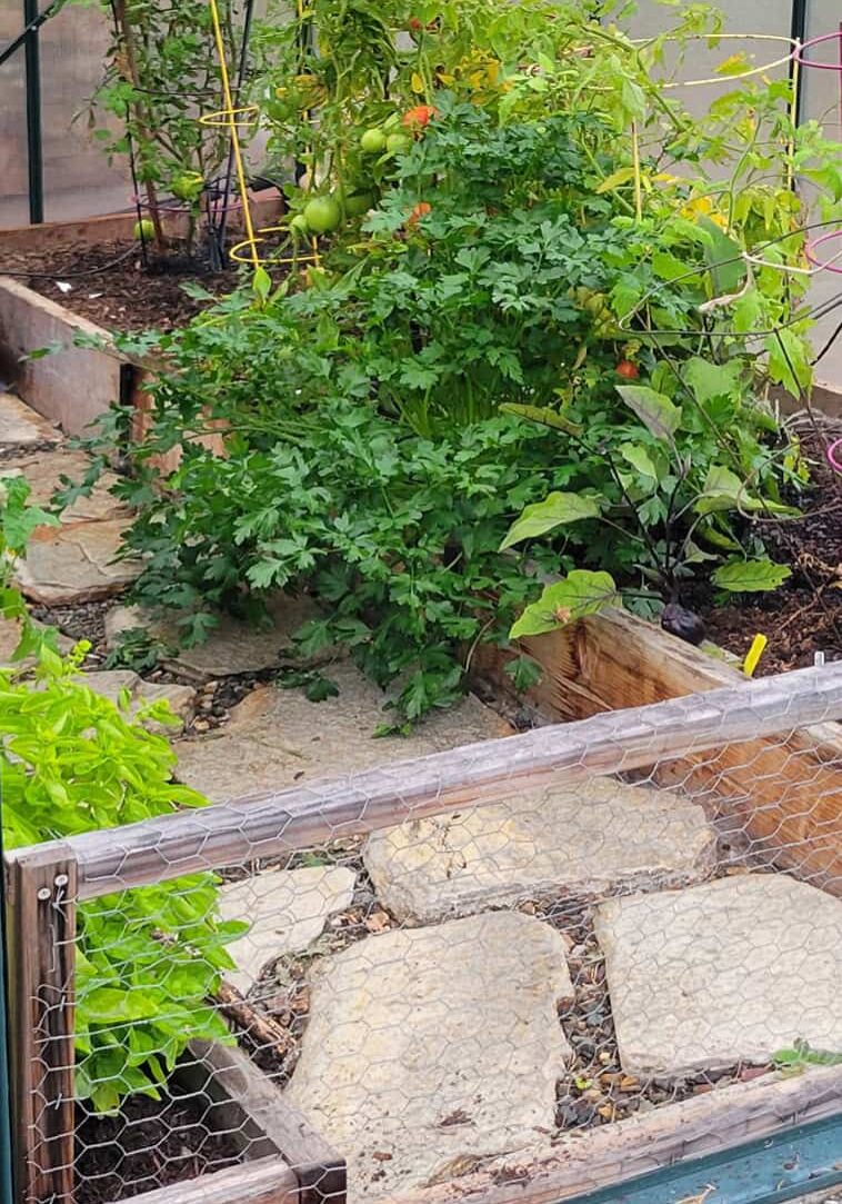 plants growing outside of the greenhouse wall