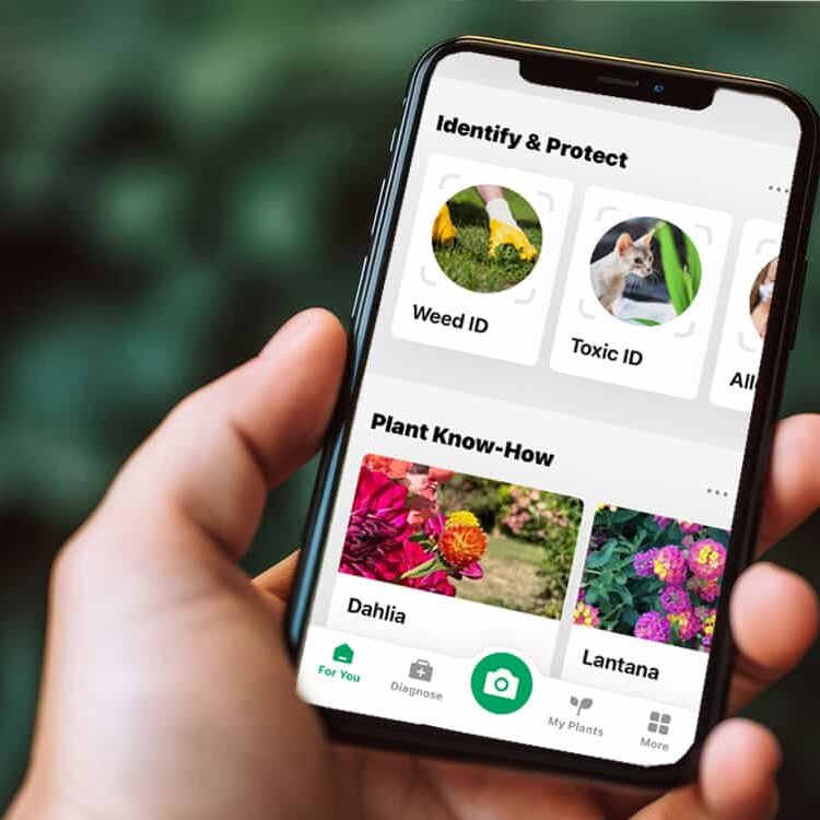 hand holding phone with plant app on screen