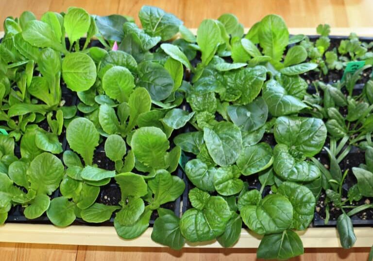 1020 flat, romaine, lettuce, Box choy, spinach, parsley