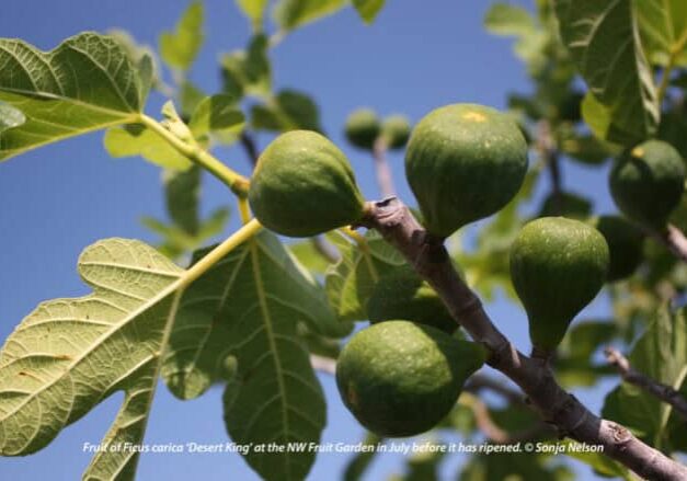 Fruit of Ficus carica ‘Desert King’ at the NW Fruit Garden in July has not yet ripened. © Sonja Nelson