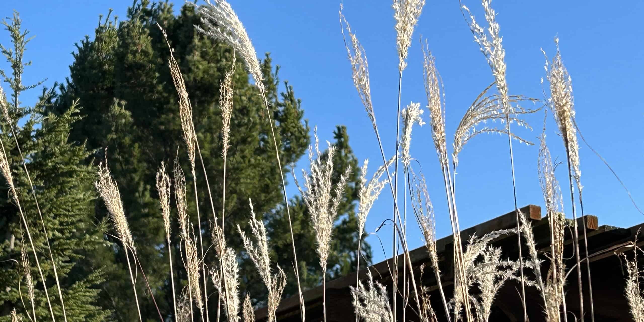 24_12-20-pic2 Grasses add visual interest and movement, offering a gentle symphony, reminding us of nature's resilience. Photo © Skagit County Master Gardeners