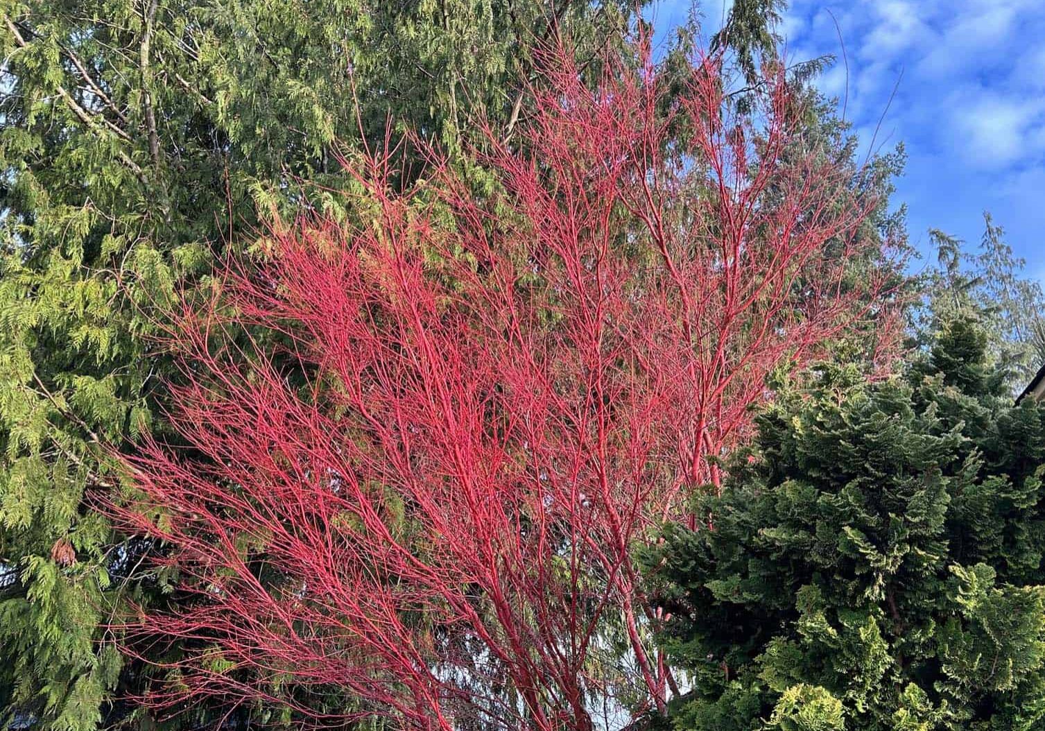 This red Acer maple provides a striking winter contrast to the surrounding evergreens. Photo © Skagit Valley Master Gardener Foundation