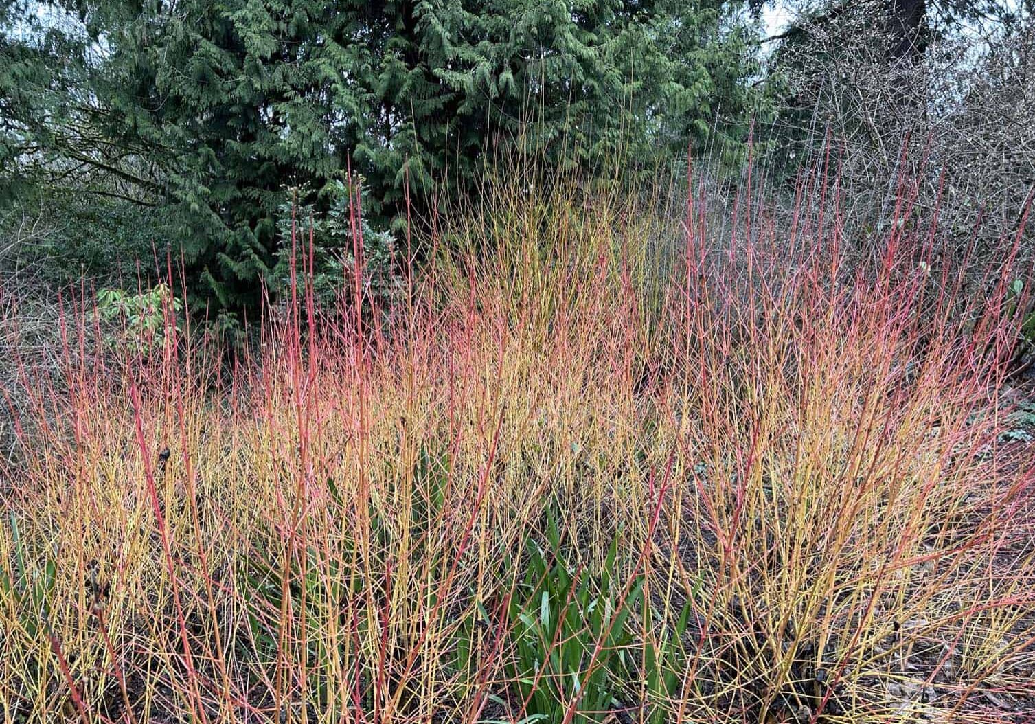 The twigs of the 'Midwinter Fire' Bloodtwig dogwood (Cornus sanguinea) put on a vibrant show of color in the winter. Its yellow-golden fall foliage gives way to stems that transition from yellow at the base to fiery orange and crimson at the tips. Photo © Skagit Valley Master Gardener Foundation