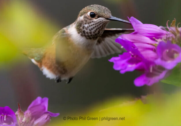 hummingbird and purple flower