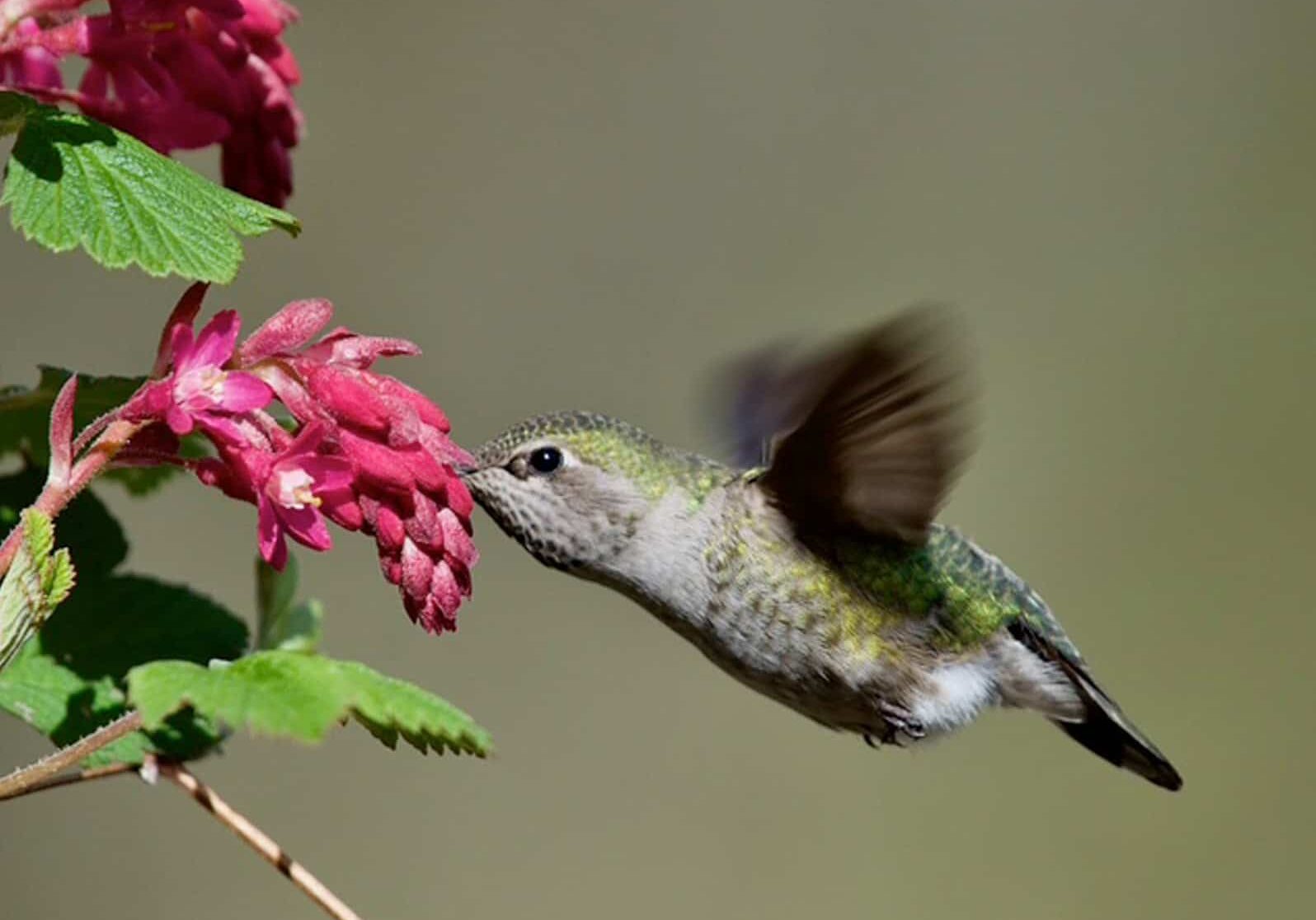 © Photo: Mason Maron | Audubon Society