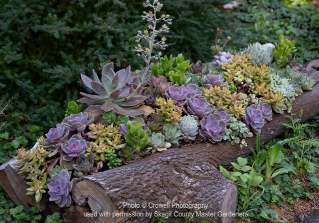 succulents on log