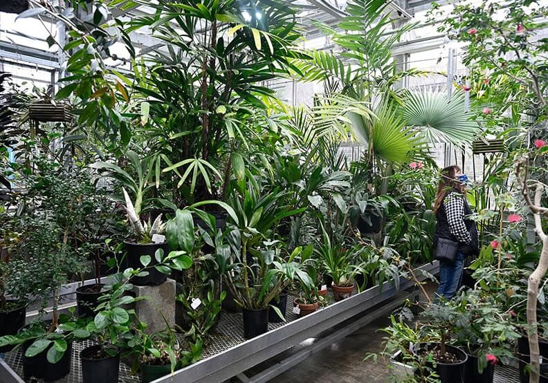 greenhouse with lots of green plans