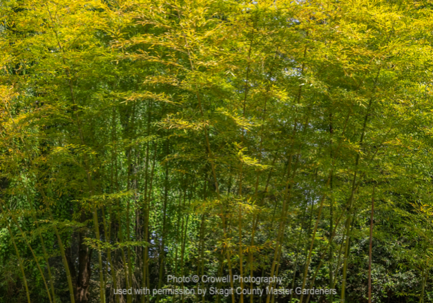 Bamboo in UBC Botanic Garden, Vancouver BC
© Crowell Photography