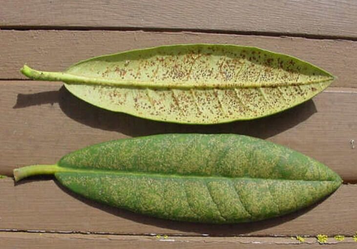 Lace bug symptoms on rhododendron leaves © WSU Hortsense Photo by: C.R. Foss