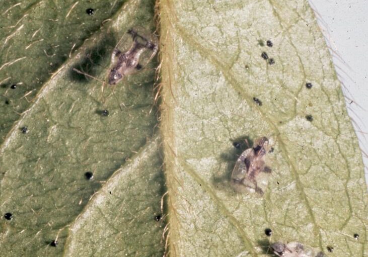 25-0307_Pic4_damage Azalea lace bug (Stephanitis pyrioides) © Photo: Jim Baker, North Carolina State University, Bugwood.org