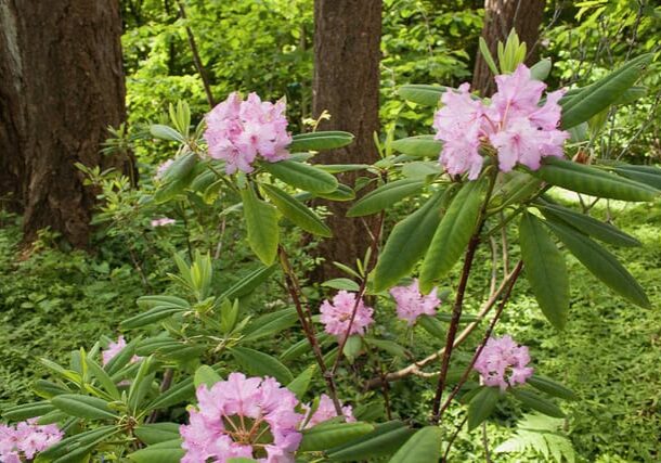 References to the Western rhododendron (Rhododendron macrophyllum) date back to native Americans using rhododendron flowers in their dance rituals long before the late 1700s. © Photo: Sonja Nelson