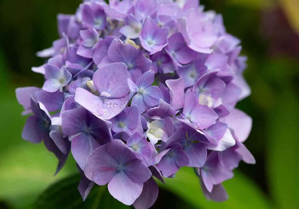 25-0320_Photo_2 large blue purple flower