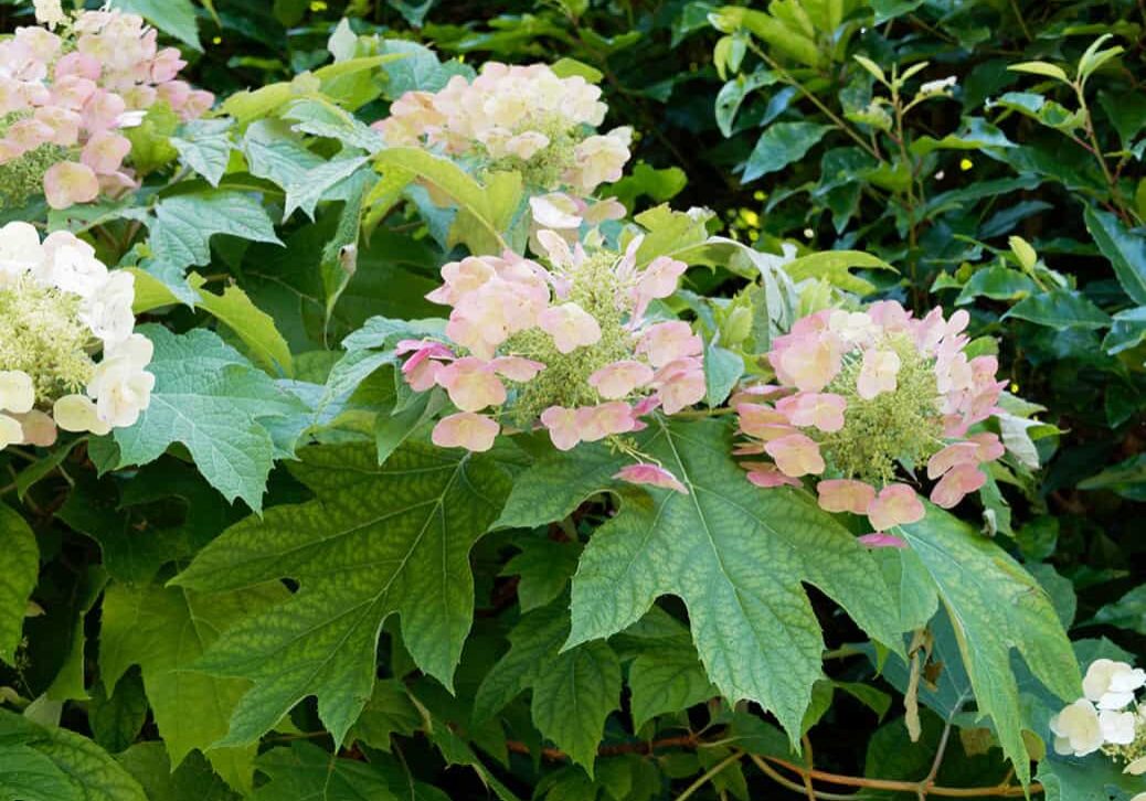 25-0320_Photo_5 oak leaf hydrangea bush with pink and white flowers