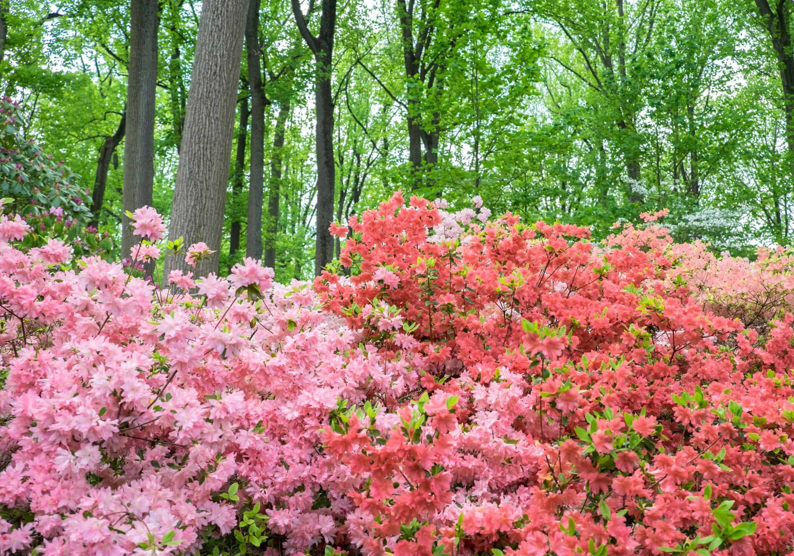 pink and red azaleas blooming in woods