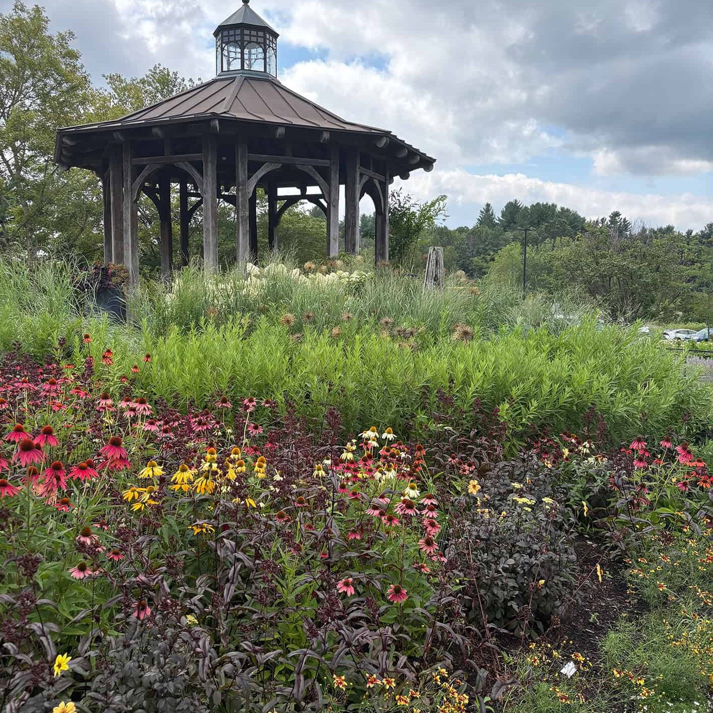 read and yellow flowers blooming in front of a pergola