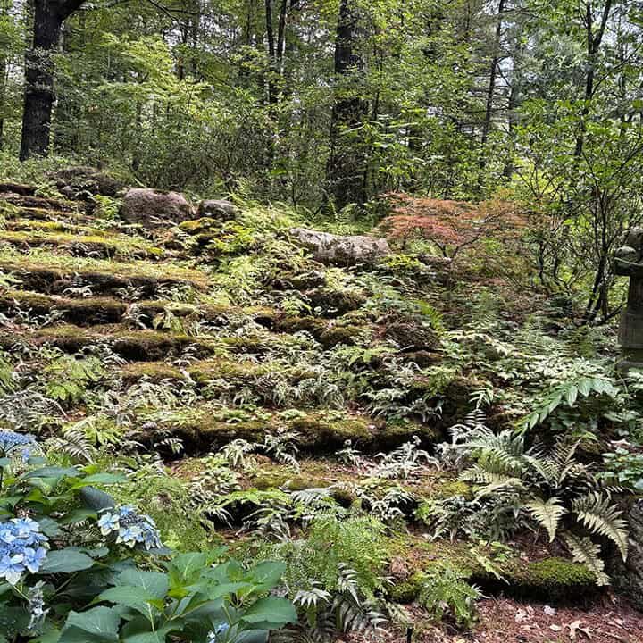 moss covered path through ferns and maples