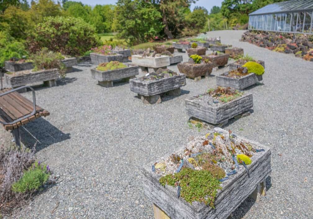 cement troughs filled with alpine plants