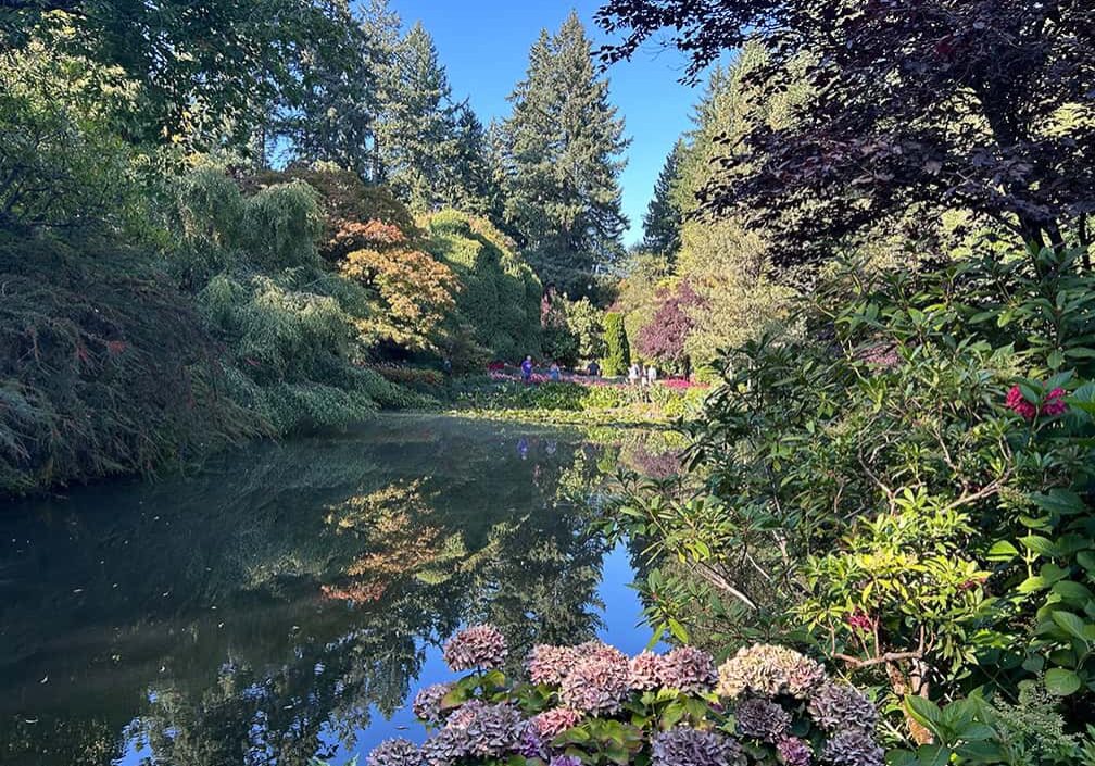pond surrounded by dense bushes and trees