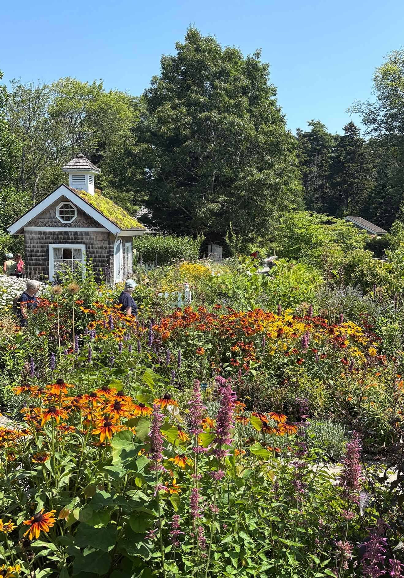 Colorful perennials growing on hillside