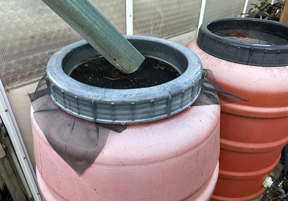 gutter drain spout directed to mesh covered rain barrel