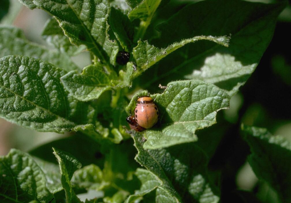 beetle eating potato leaves