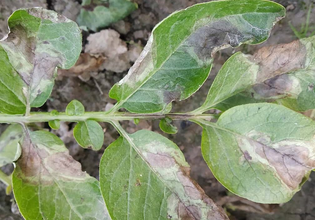 potato leaves with grey spots
