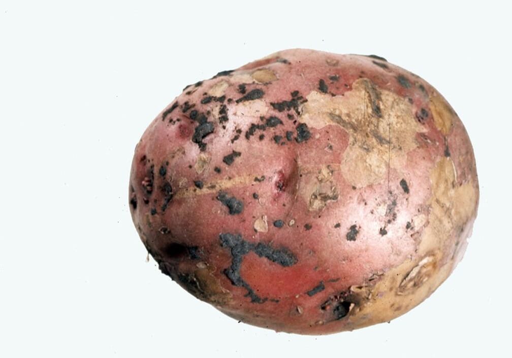 red potato with small brown growths