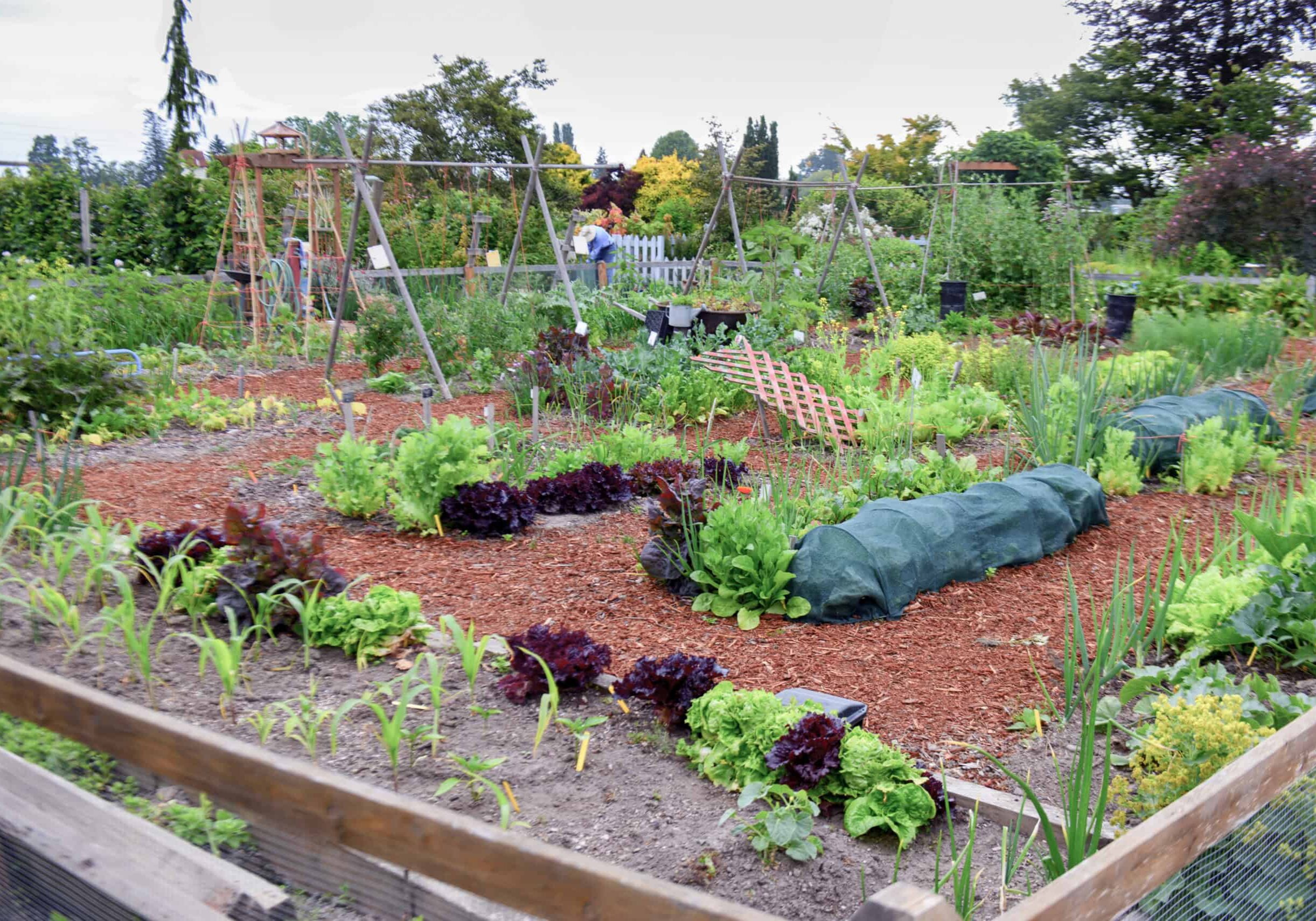 vegetables growing beyond a fence