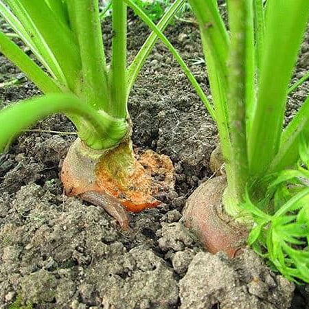 chewed carrot top at the surface of the soil.