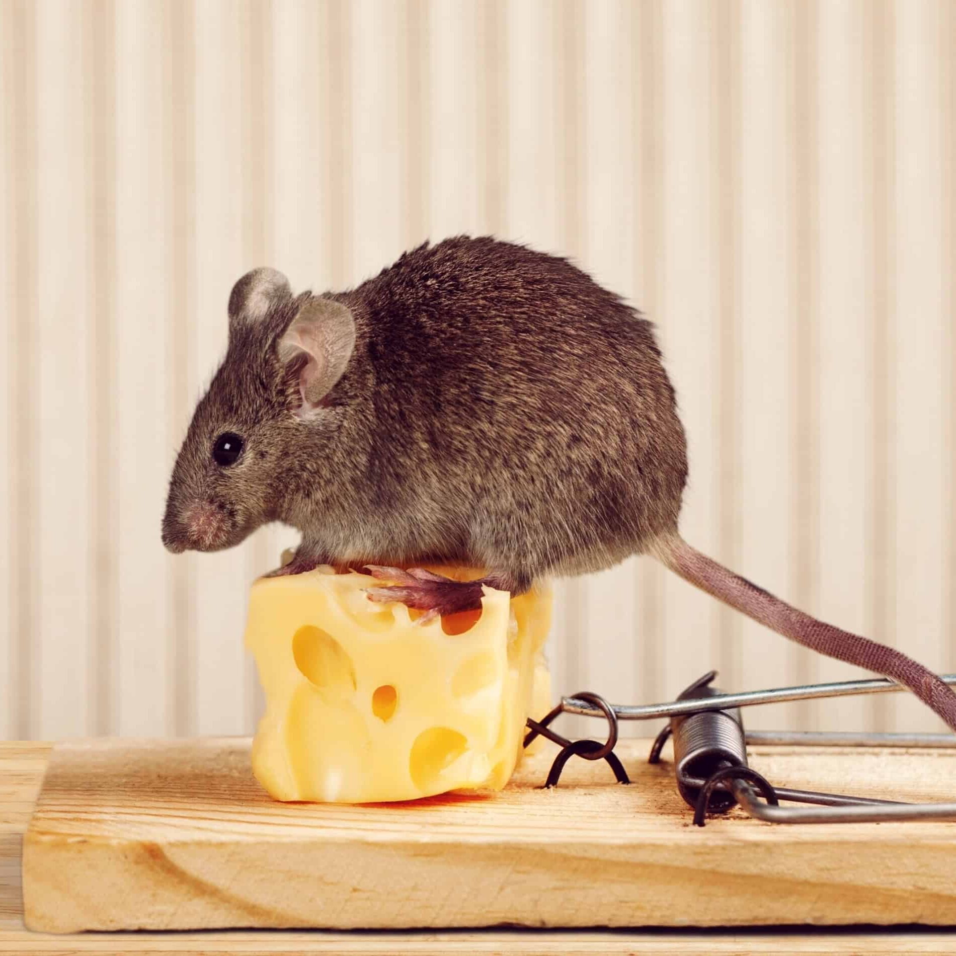 mouse on cheese