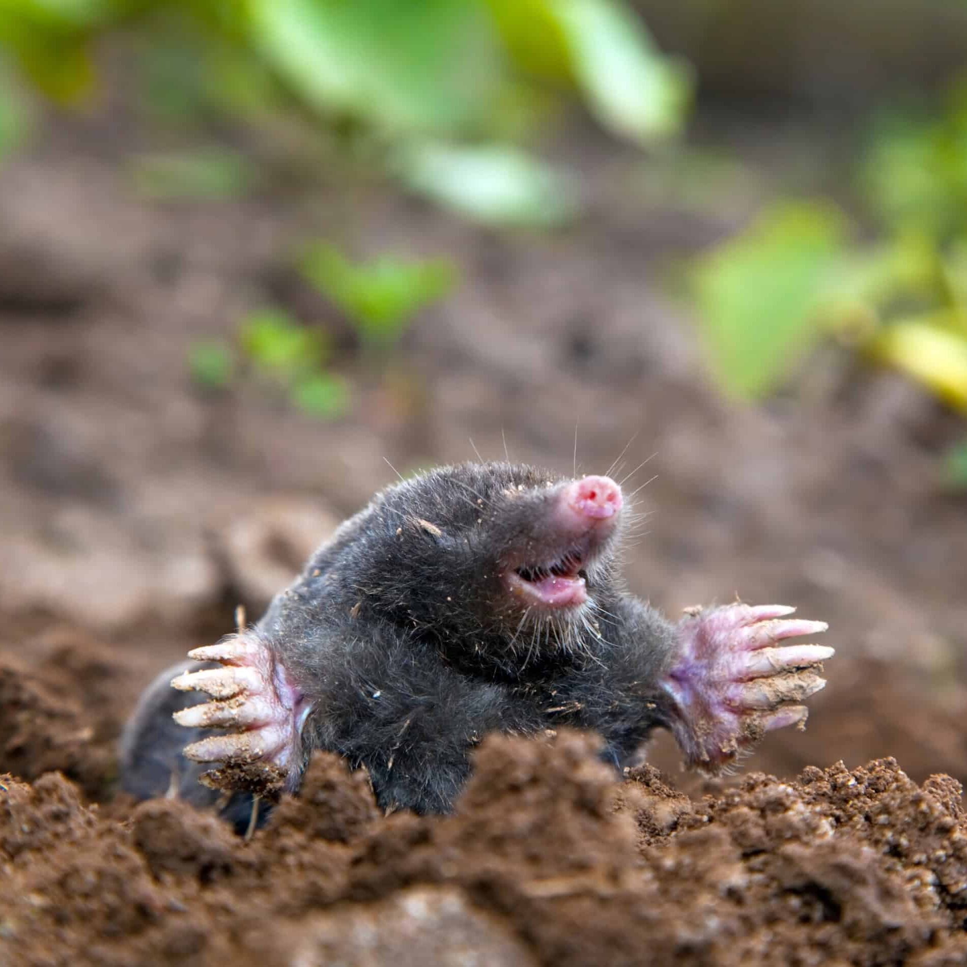mole just above the surface of soil