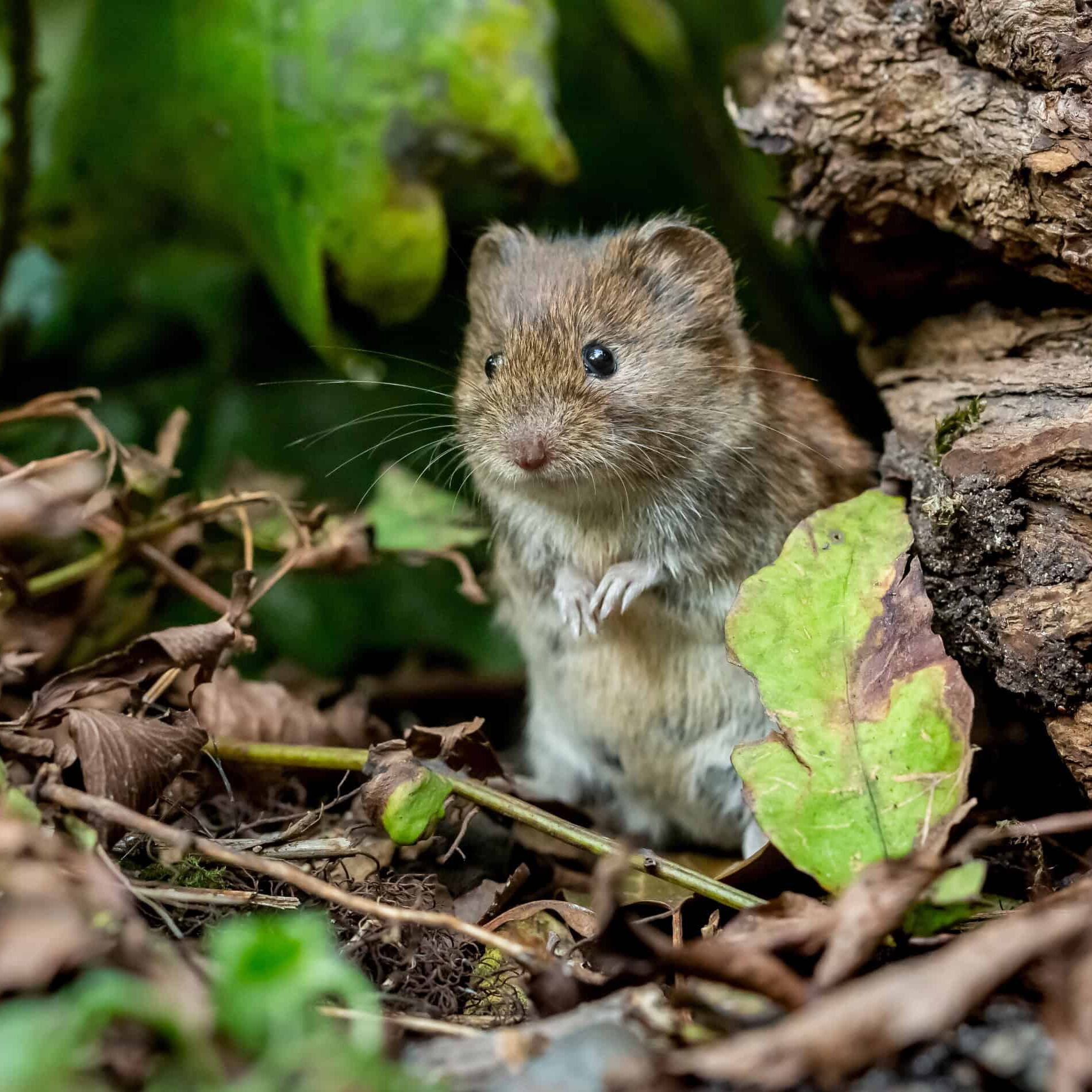 vole in woods