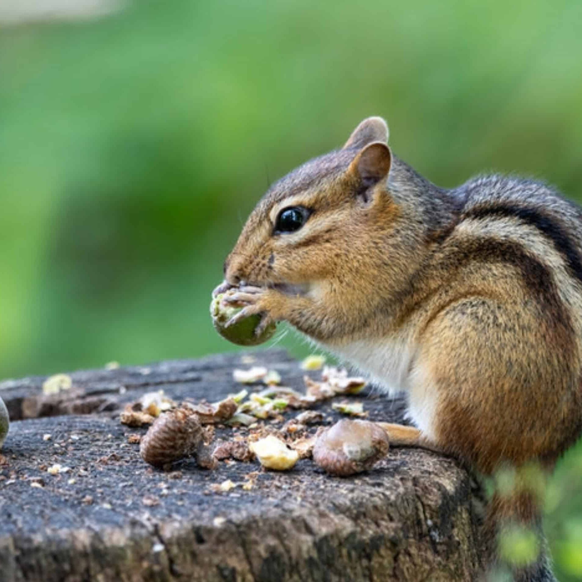 chipmunk eating nut