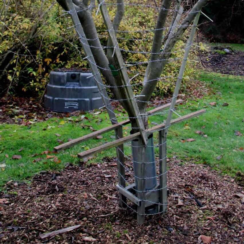fencing around base of tree