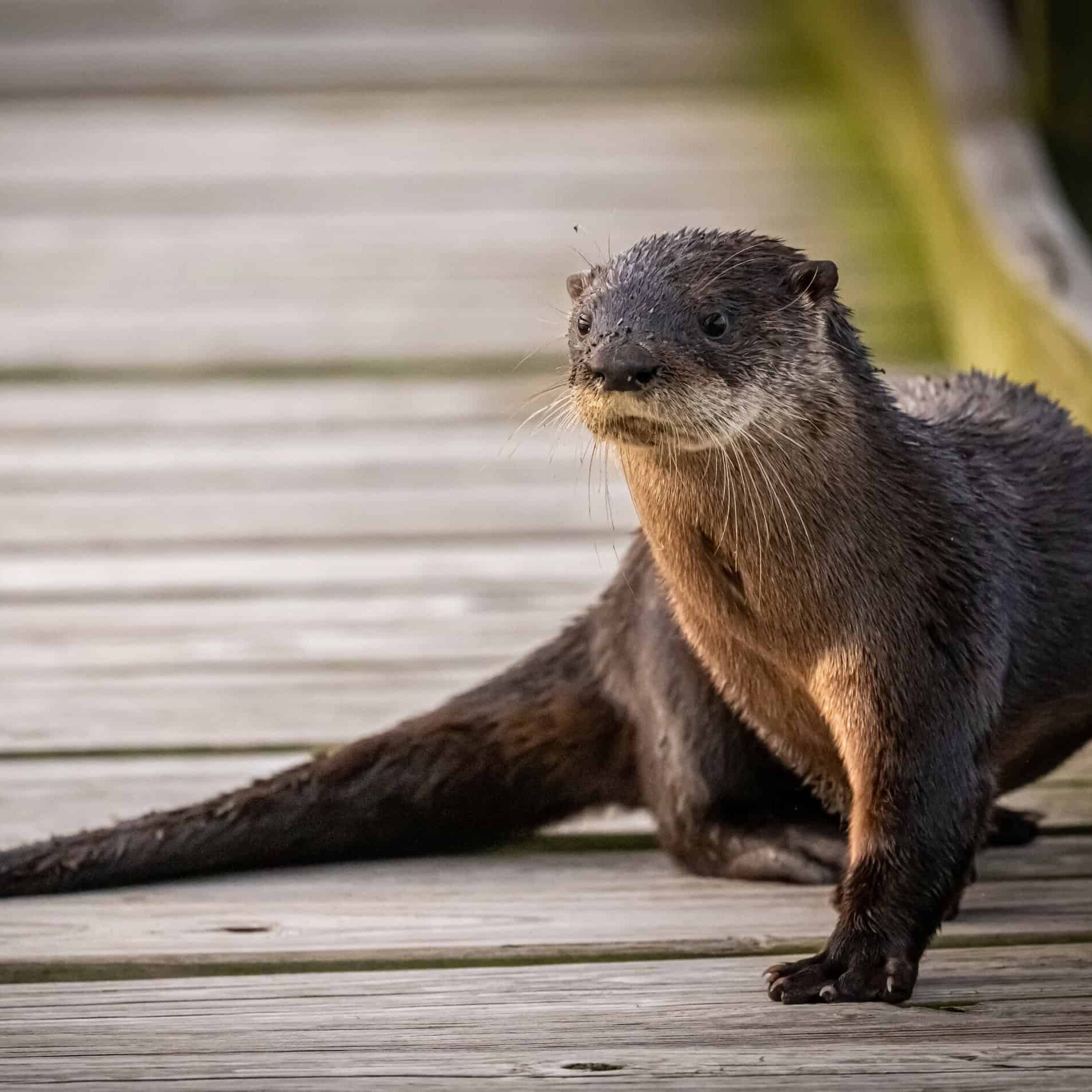 river otter on dock