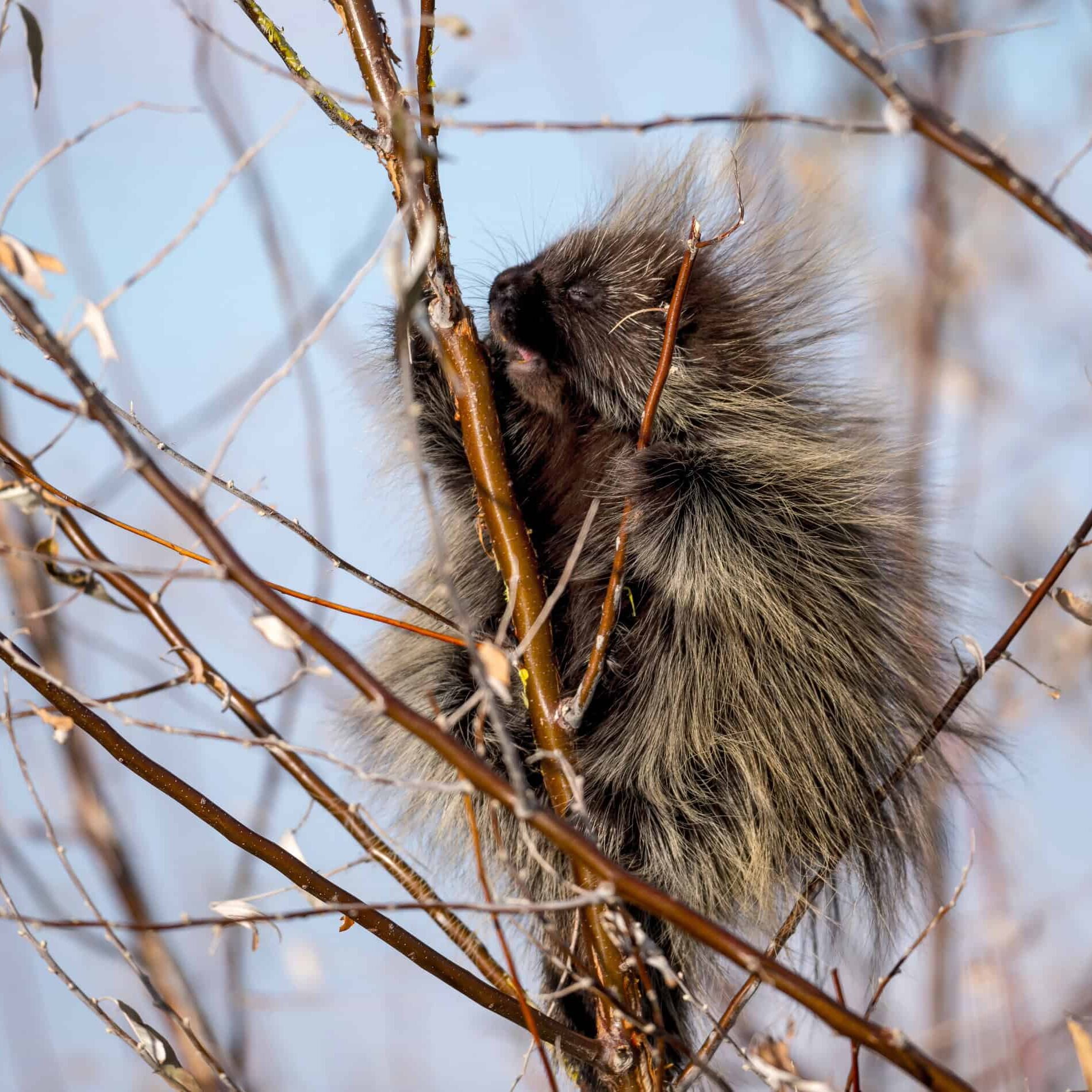 porcupine eating bark in tree